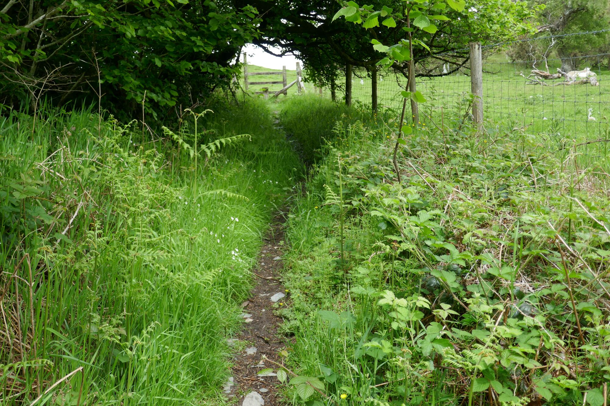 RachelSeabrook.net | Wild Walking | Devils-Bridge; pic15